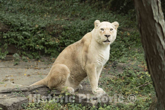 Photo- A White Lion, or Lioness in This case, is one of The prized Animals at The Cincinnati Zoo and Botanical Garden, America's Second-Oldest Zoo, in Cincinnati, Ohio 2