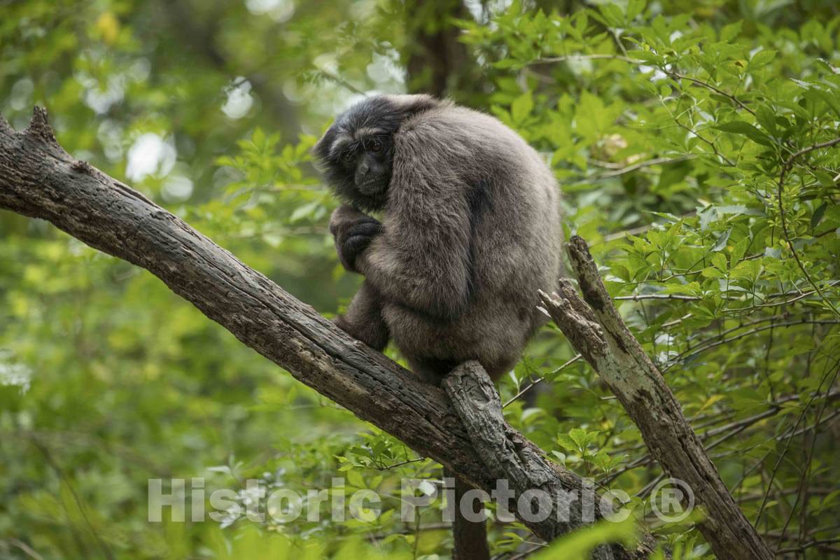 Photo- Shy Monkey at The Cincinnati Zoo and Botanical Garden, America's Second-Oldest Zoo, in Cincinnati, Ohio 2 Fine Art Photo Reproduction