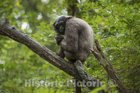 Photo- Shy Monkey at The Cincinnati Zoo and Botanical Garden, America's Second-Oldest Zoo, in Cincinnati, Ohio 2 Fine Art Photo Reproduction