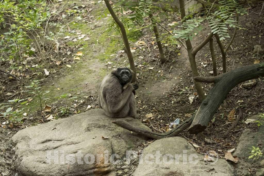 Photo- Shy Monkey at The Cincinnati Zoo and Botanical Garden, America's Second-Oldest Zoo, in Cincinnati, Ohio 1 Fine Art Photo Reproduction