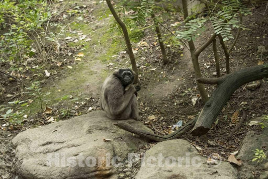 Photo- Shy Monkey at The Cincinnati Zoo and Botanical Garden, America's Second-Oldest Zoo, in Cincinnati, Ohio 1 Fine Art Photo Reproduction