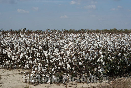 Photo- Cotton Field in Rural Tunica County, Mississippi, in The Mississippi Delta Region 1 Fine Art Photo Reproduction