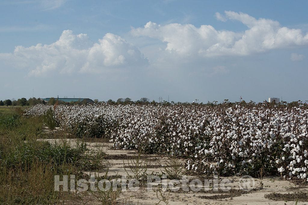 Photo- Cotton Field in Rural Tunica County, Mississippi, in The Mississippi Delta Region 2 Fine Art Photo Reproduction