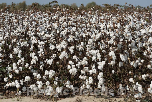 Photo- Cotton field in rural Tunica County, Mississippi, in the Mississippi Delta region 3 Fine Art Photo Reproduction