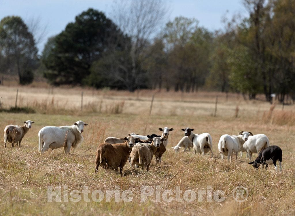 Photo - Attentive Sheep on a Farm in Panola County, Mississippi- Fine Art Photo Reporduction