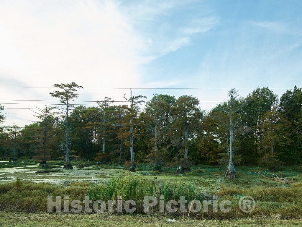 Photo- Swampland in Rural Coahoma County, Mississippi 1 Fine Art Photo Reproduction
