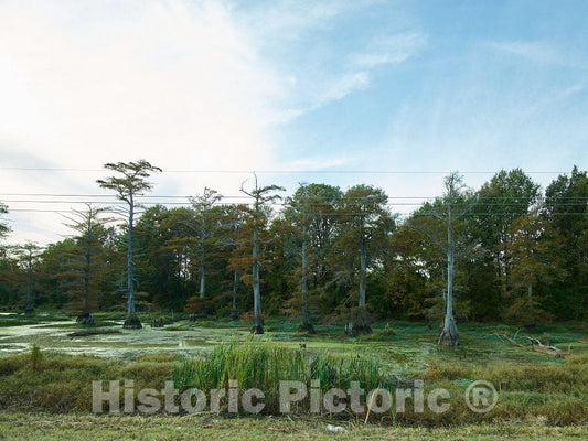 Photo- Swampland in Rural Coahoma County, Mississippi 1 Fine Art Photo Reproduction