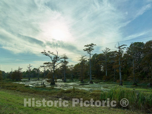 Photo- Swampland in Rural Coahoma County, Mississippi 2 Fine Art Photo Reproduction