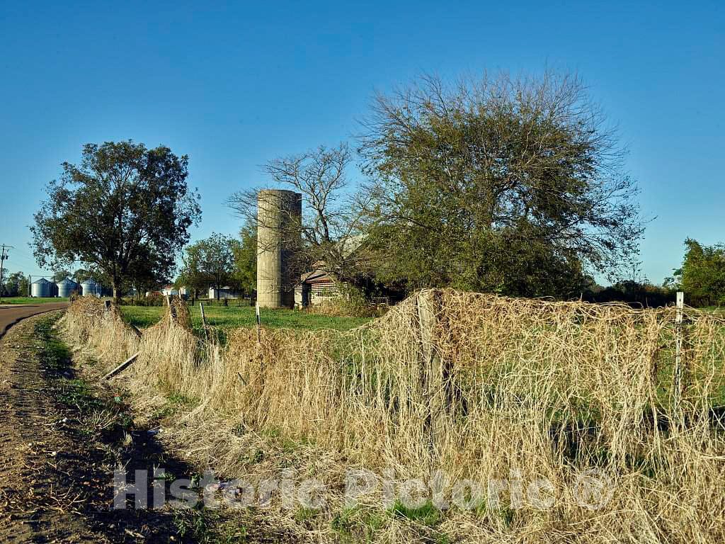 Photo - Vine-Encrusted Fence in Rural Coahoma County, Mississippi- Fine Art Photo Reporduction