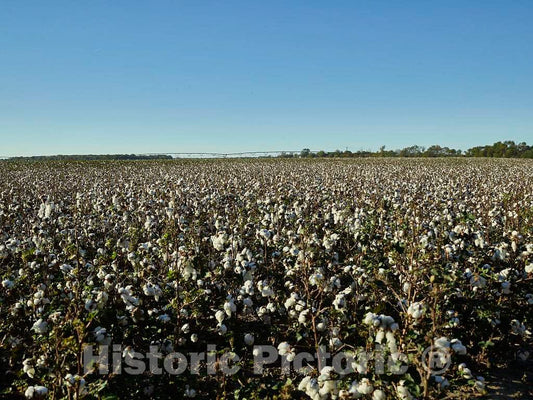 Photo - Cotton Field in Rural Coahoma County, Mississippi- Fine Art Photo Reporduction