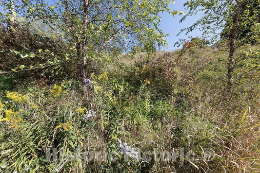 Photo - Native Landscape and stormwater Management Demonstration on The Property of The Nathaniel R. Jones Federal Building in Youngstown, Ohio- Fine Art Photo Reporduction
