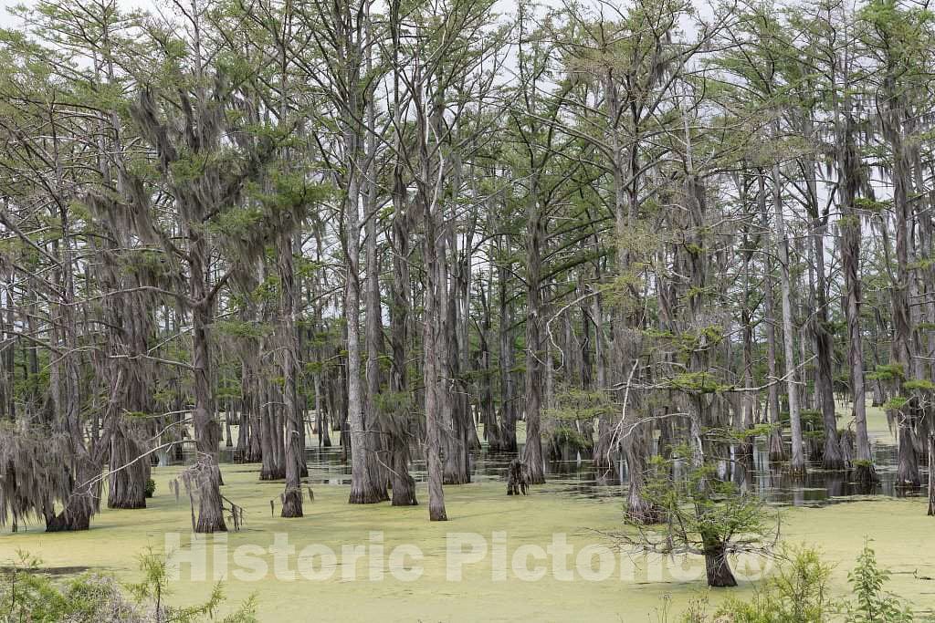Photo- Panther Swamp National Wildlife Refuge on The outskirts of Yazoo City, Mississippi 1 Fine Art Photo Reproduction