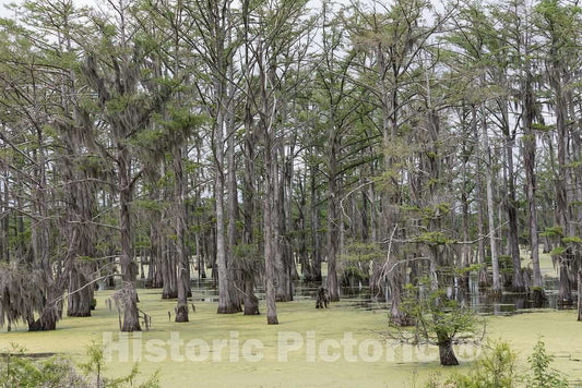 Photo- Panther Swamp National Wildlife Refuge on The outskirts of Yazoo City, Mississippi 1 Fine Art Photo Reproduction