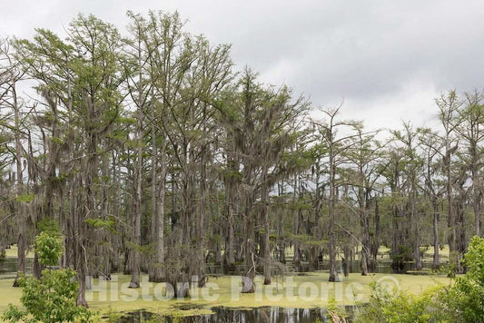 Photo- Panther Swamp National Wildlife Refuge on the outskirts of Yazoo City, Mississippi 3 Fine Art Photo Reproduction