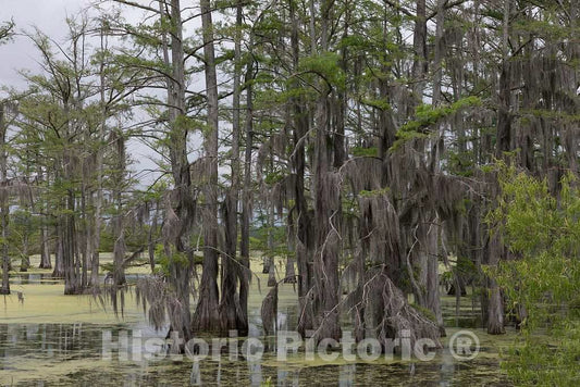 Photo- Panther Swamp National Wildlife Refuge on The outskirts of Yazoo City, Mississippi 6 Fine Art Photo Reproduction