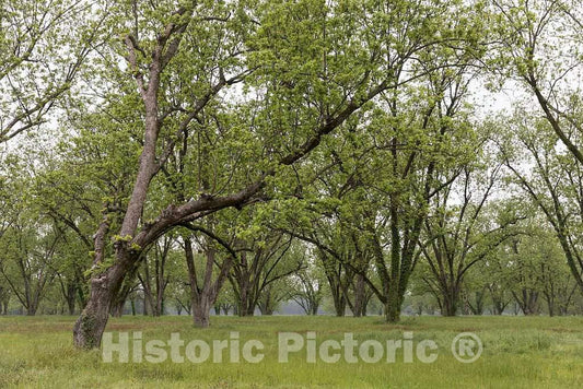Photo - Spring has Sprung in This Grove Near Batesville, Mississippi- Fine Art Photo Reporduction
