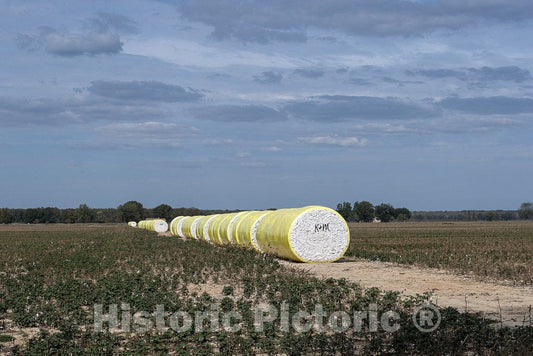 Photo - Rolls of Cotton in a Field Near Avalon in Carroll County, Mississippi- Fine Art Photo Reporduction