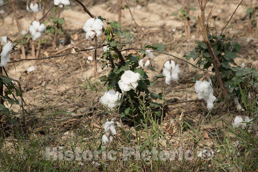Photo - Close-up of Cotton bolls in a Field Near Avalon in Carroll County, Mississippi- Fine Art Photo Reporduction