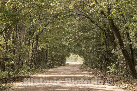 Photo - Canopy of Trees Near Avalon in Carroll County, Mississippi- Fine Art Photo Reporduction