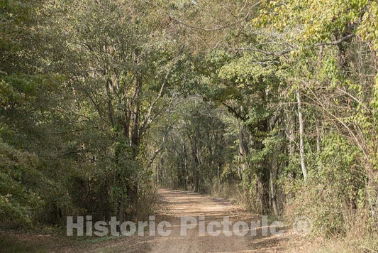 Photo - Dirt road near Avalon in Carroll County, Mississippi- Fine Art Photo Reporduction