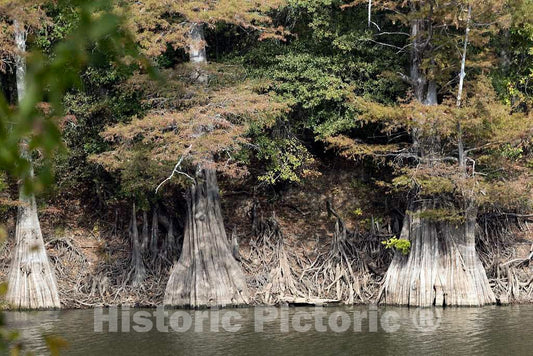 Photo - Cypress Swamp on The Edge of McIntyre Lake Near The Crossroads Community of Money in Leflore County, Mississippi- Fine Art Photo Reporduction