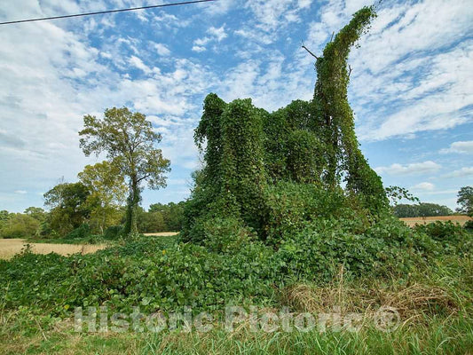 Photo - Kudzu has overwhelmed Trees and a Telephone Pole in Tate County, Mississippi- Fine Art Photo Reporduction