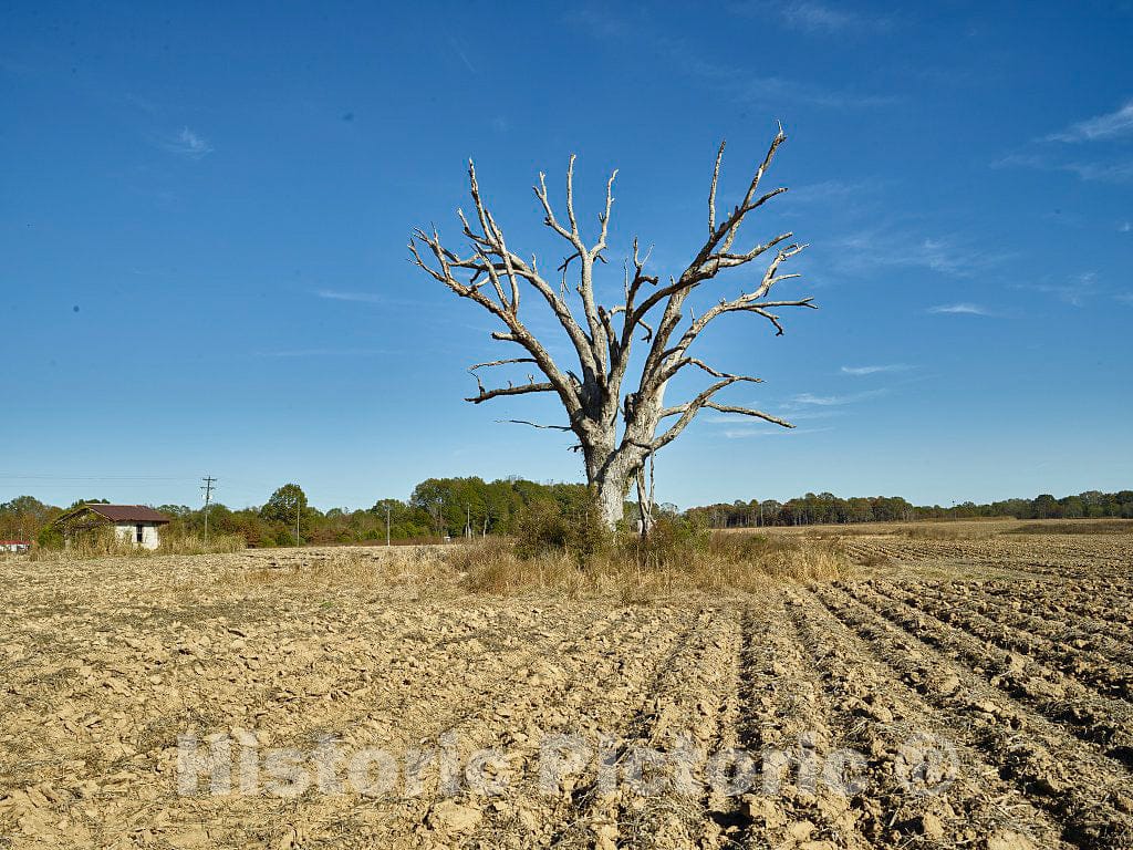 Photo - Cotton Field Ready for Planting and a Tree (Possibly) Ready for Sprouting Near Tiny Glendora, Mississippi- Fine Art Photo Reporduction