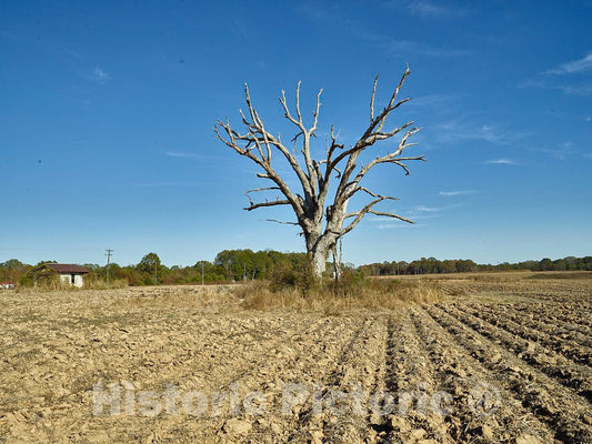 Photo - Cotton Field Ready for Planting and a Tree (Possibly) Ready for Sprouting Near Tiny Glendora, Mississippi- Fine Art Photo Reporduction
