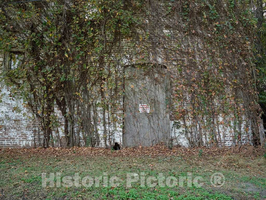 Photo- Long-Closed and Now Vine-Covered site of Bryant's Grocery in The Crossroads Community of Money, Mississippi 2 Fine Art Photo Reproduction