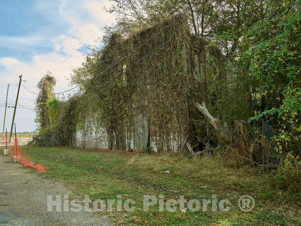 Photo- Long-closed and now vine-covered site of Bryant's Grocery in the crossroads community of Money, Mississippi 5 Fine Art Photo Reproduction
