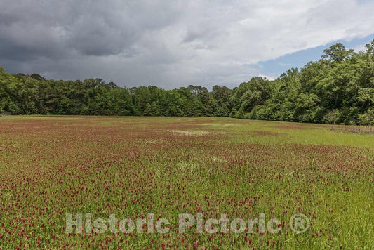 Photo- The Mount Locust Inn and Plantation grounds, located on the Natchez Trace Parkway in Natchez, Mississippi 4 Fine Art Photo Reproduction