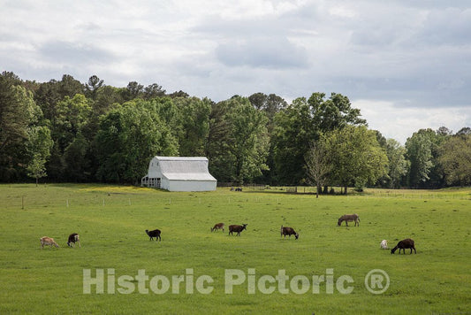 Photo - Goats and a Donkey Graze on a Farm Along The Natchez Trace Parkway in Hermanville, Mississippi- Fine Art Photo Reporduction