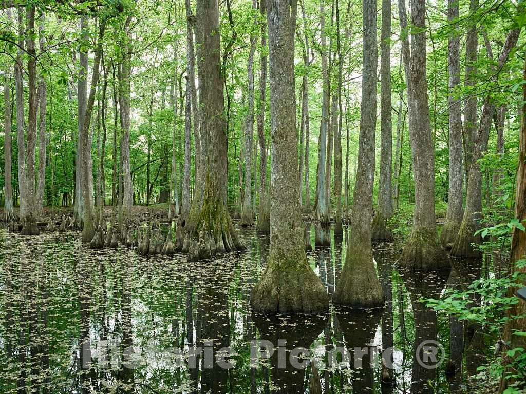 Photo- Scene in The Cypress Swamp Along The Natchez Trace Parkway in Canton, Mississippi 4 Fine Art Photo Reproduction