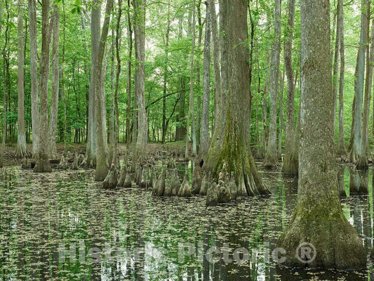 Photo- Scene in The Cypress Swamp Along The Natchez Trace Parkway in Canton, Mississippi 5 Fine Art Photo Reproduction