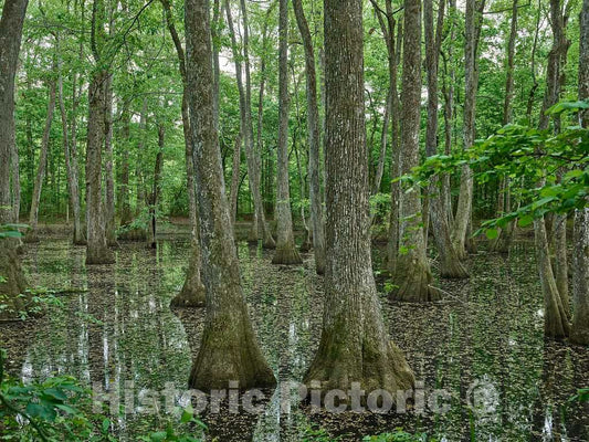 Photo- Scene in The Cypress Swamp Along The Natchez Trace Parkway in Canton, Mississippi 6 Fine Art Photo Reproduction