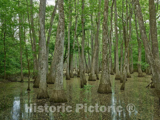 Photo- Scene in The Cypress Swamp Along The Natchez Trace Parkway in Canton, Mississippi 7 Fine Art Photo Reproduction