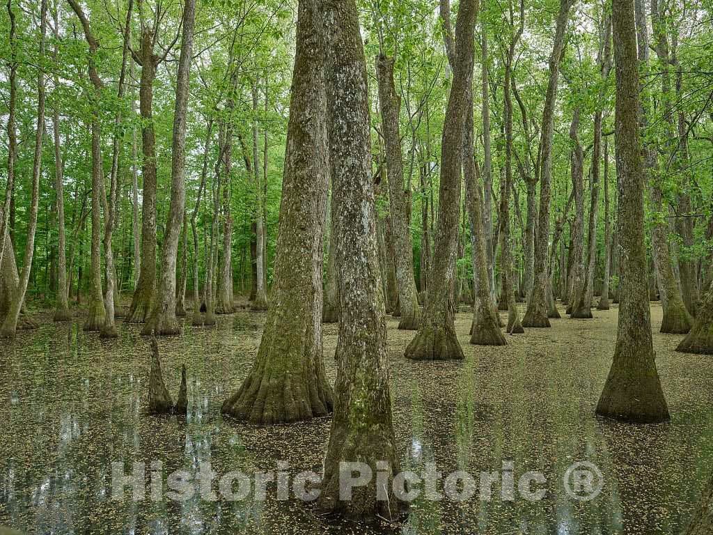 Photo- Scene in The Cypress Swamp Along The Natchez Trace Parkway in Canton, Mississippi 8 Fine Art Photo Reproduction