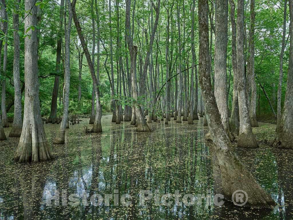 Photo- Scene in The Cypress Swamp Along The Natchez Trace Parkway in Canton, Mississippi 11 Fine Art Photo Reproduction