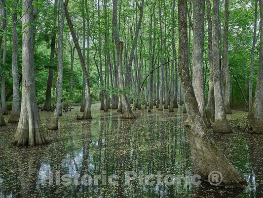 Photo- Scene in The Cypress Swamp Along The Natchez Trace Parkway in Canton, Mississippi 11 Fine Art Photo Reproduction