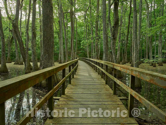 Photo- Scene in The Cypress Swamp Along The Natchez Trace Parkway in Canton, Mississippi 1 Fine Art Photo Reproduction