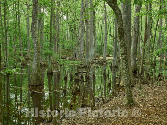 Photo- Scene in The Cypress Swamp Along The Natchez Trace Parkway in Canton, Mississippi 2 Fine Art Photo Reproduction