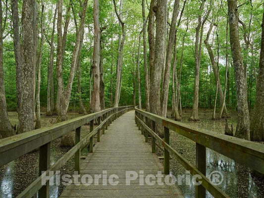 Photo- Scene in The Cypress Swamp Along The Natchez Trace Parkway in Canton, Mississippi 3 Fine Art Photo Reproduction