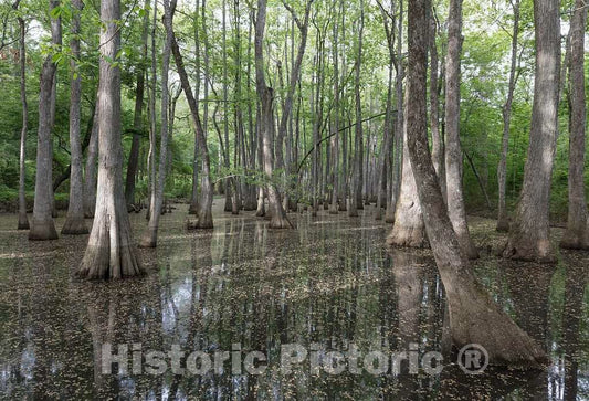 Photo - Sun Shining Through The Trees in The Cypress Swamp Along The Natchez Trace Parkway in Canton, Mississippi- Fine Art Photo Reporduction