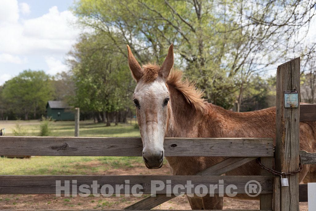 Colt in The Corral at The Boyhood Farm of America's 39th President, Jimmy Carter, in The Little Community of Archery, Georgia, 1