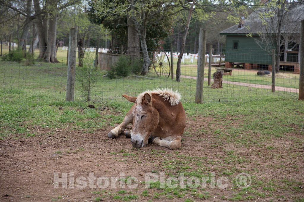 Colt in The Corral at The Boyhood Farm of America's 39th President, Jimmy Carter, in The Little Community of Archery, Georgia, 2