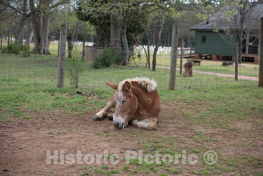 Colt in The Corral at The Boyhood Farm of America's 39th President, Jimmy Carter, in The Little Community of Archery, Georgia, 2