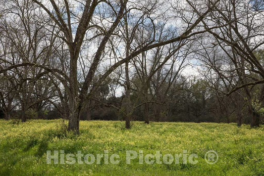 Photo - Grove in Springtime Near Plains in Sumter County, Georgia- Fine Art Photo Reporduction