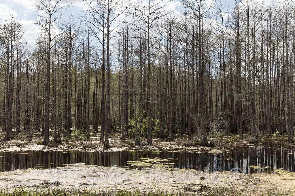 Photo- Small Swamp in Smithville, Georgia 1 Fine Art Photo Reproduction