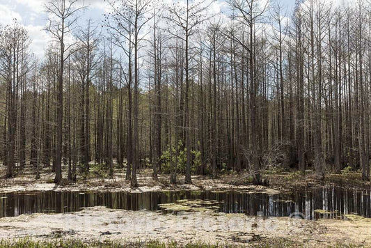 Photo- Small Swamp in Smithville, Georgia 1 Fine Art Photo Reproduction