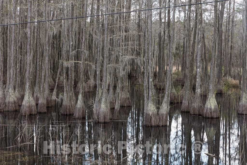 Photo- Small Swamp in Smithville, Georgia 2 Fine Art Photo Reproduction